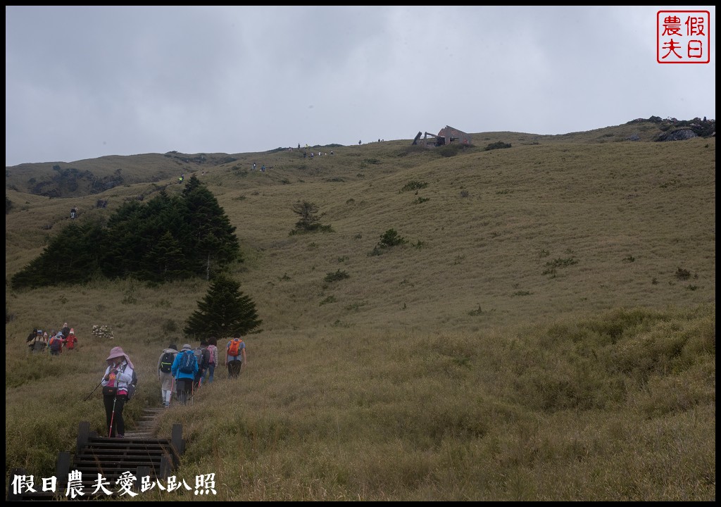 南投旅遊|合歡山東峰玉山杜鵑暖冬提前盛開．賞花請避開假日人潮 @假日農夫愛趴趴照