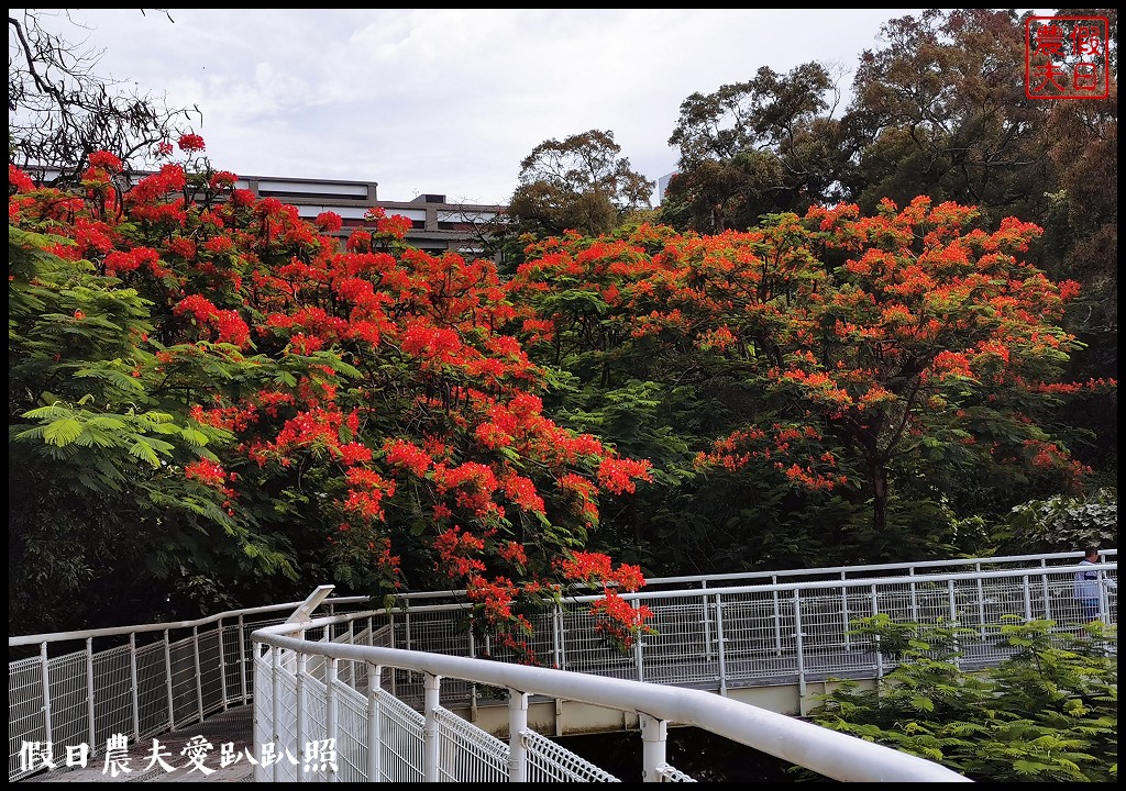 彰化景點|八卦山天空步道．步道旁的鳳凰花大爆發/季節限定/免費欣賞 @假日農夫愛趴趴照