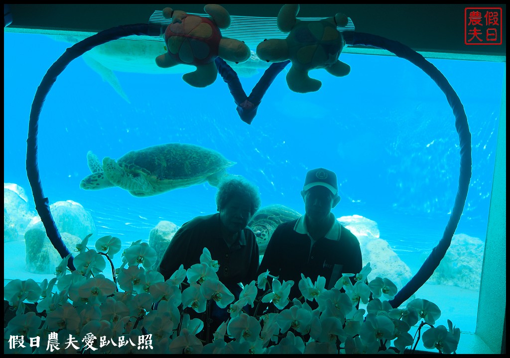 沖繩旅遊|美麗海水族館4點以後門票比較便宜．海洋博公園海豚秀海龜館儒艮免費觀賞 @假日農夫愛趴趴照