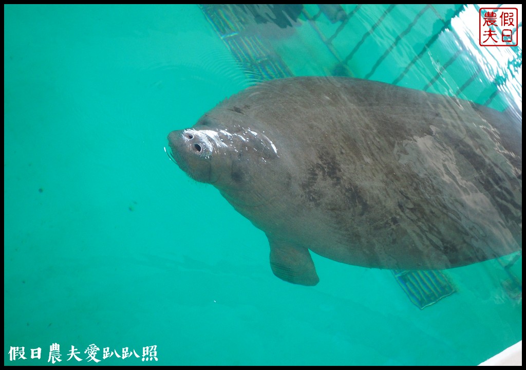 沖繩旅遊|美麗海水族館4點以後門票比較便宜．海洋博公園海豚秀海龜館儒艮免費觀賞 @假日農夫愛趴趴照