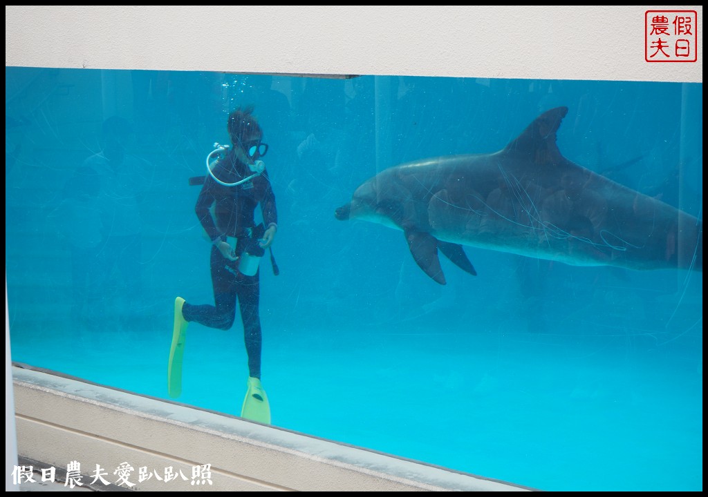 沖繩旅遊|美麗海水族館4點以後門票比較便宜．海洋博公園海豚秀海龜館儒艮免費觀賞 @假日農夫愛趴趴照