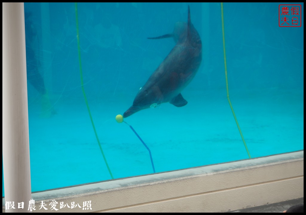 沖繩旅遊|美麗海水族館4點以後門票比較便宜．海洋博公園海豚秀海龜館儒艮免費觀賞 @假日農夫愛趴趴照