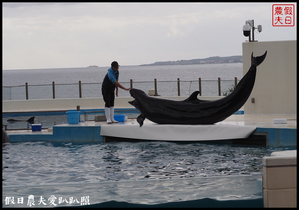 沖繩旅遊|美麗海水族館4點以後門票比較便宜．海洋博公園海豚秀海龜館儒艮免費觀賞 @假日農夫愛趴趴照