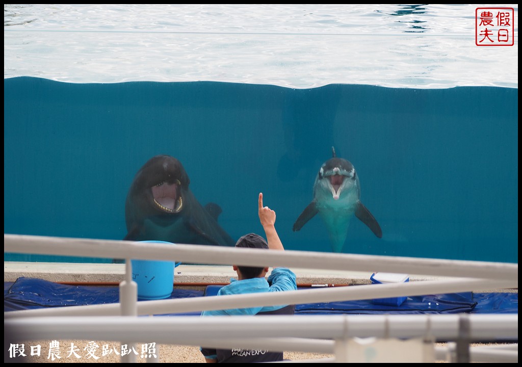 沖繩旅遊|美麗海水族館4點以後門票比較便宜．海洋博公園海豚秀海龜館儒艮免費觀賞 @假日農夫愛趴趴照