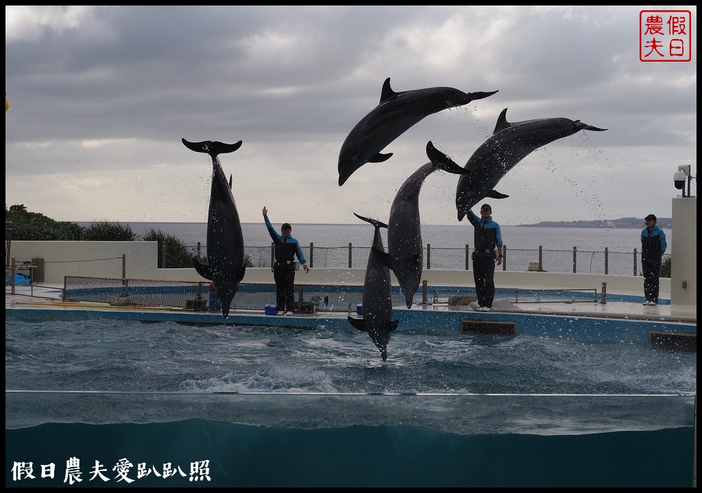 沖繩旅遊|美麗海水族館4點以後門票比較便宜．海洋博公園海豚秀海龜館儒艮免費觀賞 @假日農夫愛趴趴照