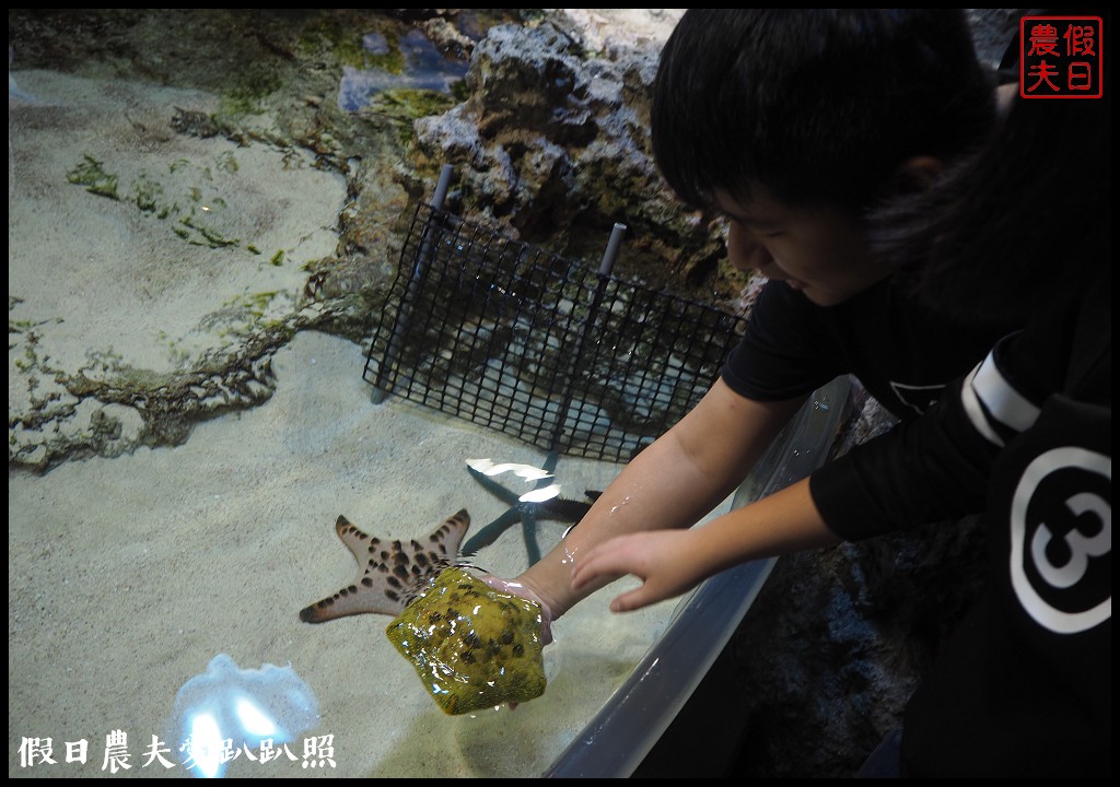 沖繩旅遊|美麗海水族館4點以後門票比較便宜．海洋博公園海豚秀海龜館儒艮免費觀賞 @假日農夫愛趴趴照