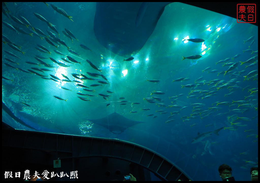 沖繩旅遊|美麗海水族館4點以後門票比較便宜．海洋博公園海豚秀海龜館儒艮免費觀賞 @假日農夫愛趴趴照