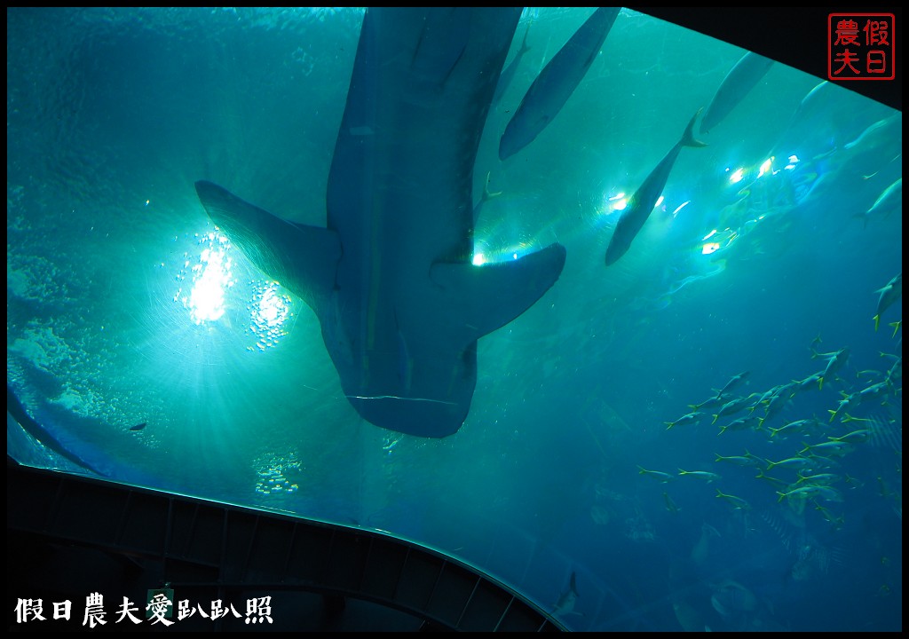 沖繩旅遊|美麗海水族館4點以後門票比較便宜．海洋博公園海豚秀海龜館儒艮免費觀賞 @假日農夫愛趴趴照