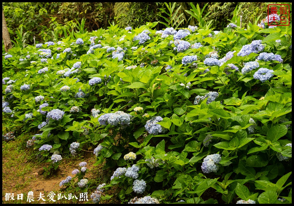 台中旅遊|新社二天一夜怎麼玩．來台中後花園賞花賞景吃美食/安妮公主花園/農夫市集/沐心泉/劦陶宛民宿 @假日農夫愛趴趴照