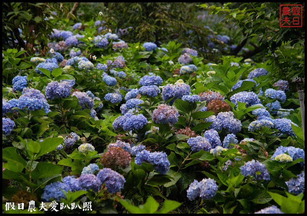 台中旅遊|新社二天一夜怎麼玩．來台中後花園賞花賞景吃美食/安妮公主花園/農夫市集/沐心泉/劦陶宛民宿 @假日農夫愛趴趴照