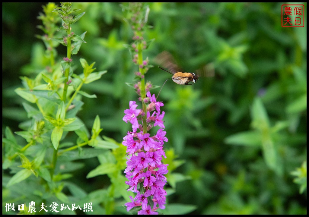 台中旅遊|新社二天一夜怎麼玩．來台中後花園賞花賞景吃美食/安妮公主花園/農夫市集/沐心泉/劦陶宛民宿 @假日農夫愛趴趴照