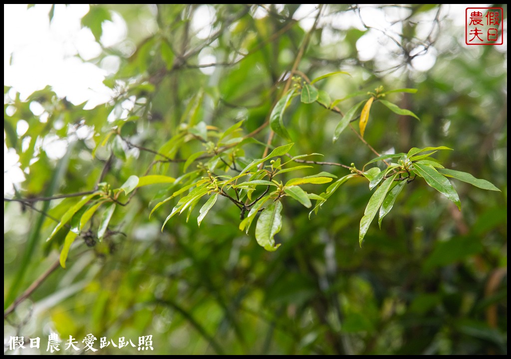 苗栗旅遊|輕旅．慢活@泰安|雪見生態之旅/雪霸國家公園 @假日農夫愛趴趴照