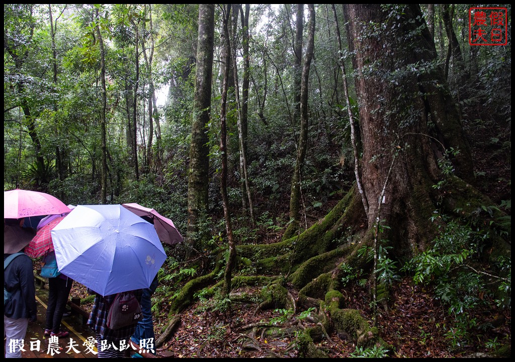 苗栗旅遊|輕旅．慢活@泰安|雪見生態之旅/雪霸國家公園 @假日農夫愛趴趴照