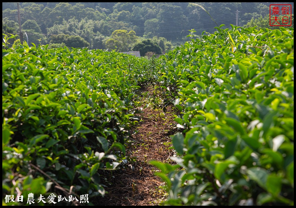 苗栗旅遊|頭份後花園茶遊程輕旅行．日新茶園×怡明茶園×老崎休憩步道×楓香林隧道 @假日農夫愛趴趴照