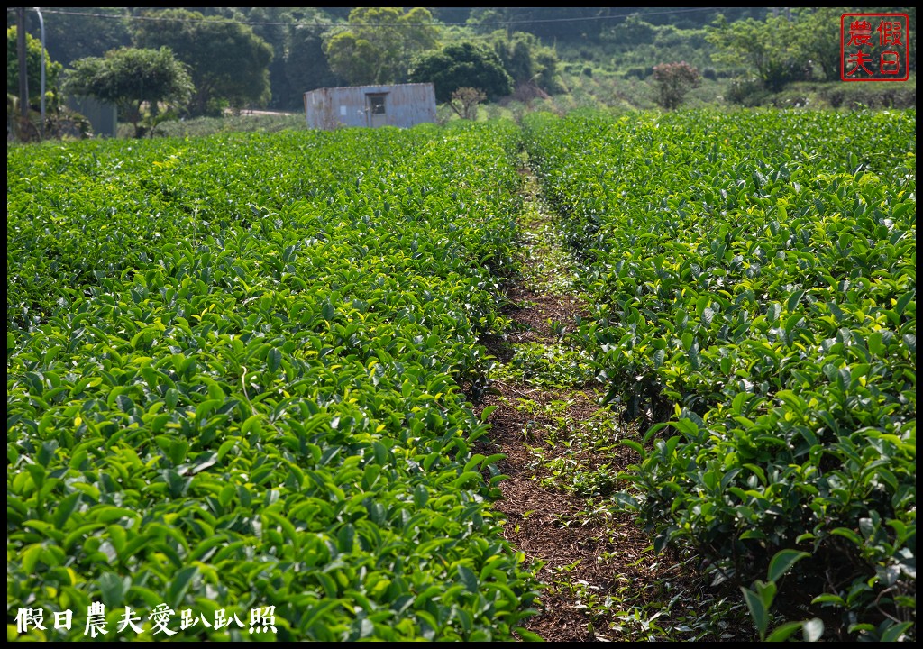 苗栗旅遊|頭份後花園茶遊程輕旅行．日新茶園×怡明茶園×老崎休憩步道×楓香林隧道 @假日農夫愛趴趴照