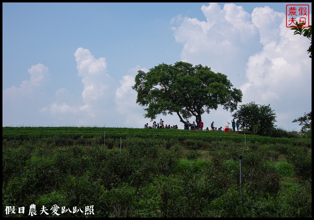 苗栗旅遊|頭份後花園茶遊程輕旅行．日新茶園×怡明茶園×老崎休憩步道×楓香林隧道 @假日農夫愛趴趴照