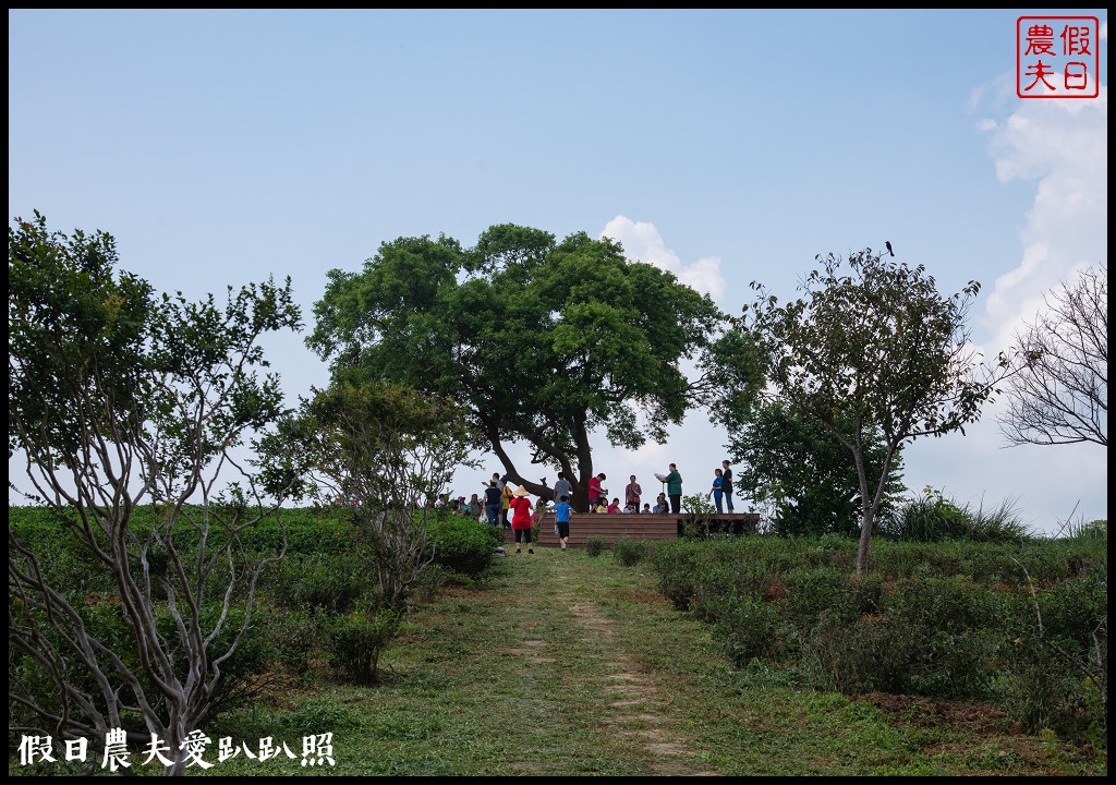 苗栗旅遊|頭份後花園茶遊程輕旅行．日新茶園×怡明茶園×老崎休憩步道×楓香林隧道 @假日農夫愛趴趴照