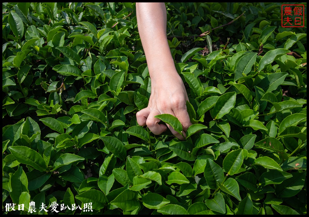 苗栗旅遊|頭份後花園茶遊程輕旅行．日新茶園×怡明茶園×老崎休憩步道×楓香林隧道 @假日農夫愛趴趴照