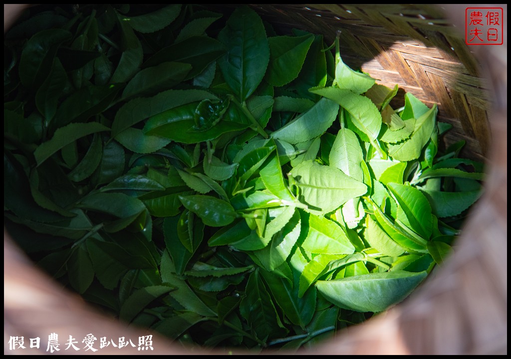 苗栗旅遊|頭份後花園茶遊程輕旅行．日新茶園×怡明茶園×老崎休憩步道×楓香林隧道 @假日農夫愛趴趴照