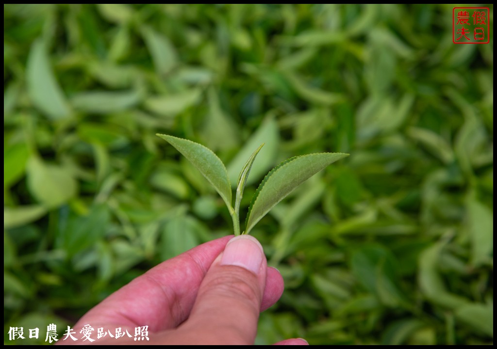 苗栗旅遊|頭份後花園茶遊程輕旅行．日新茶園×怡明茶園×老崎休憩步道×楓香林隧道 @假日農夫愛趴趴照