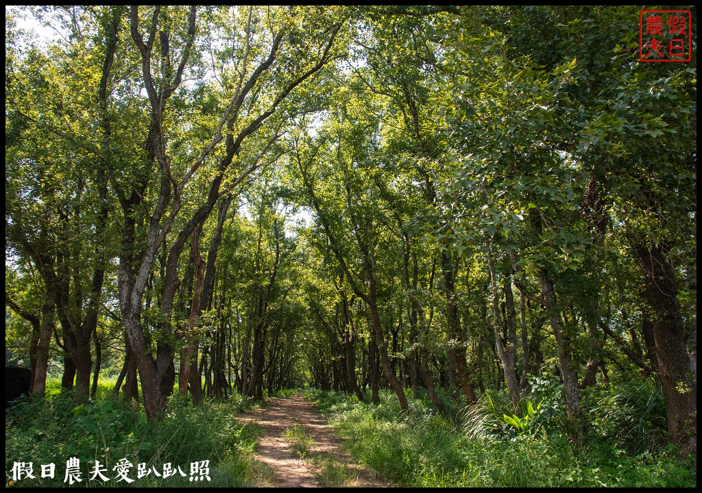 苗栗旅遊|頭份後花園茶遊程輕旅行．日新茶園×怡明茶園×老崎休憩步道×楓香林隧道 @假日農夫愛趴趴照