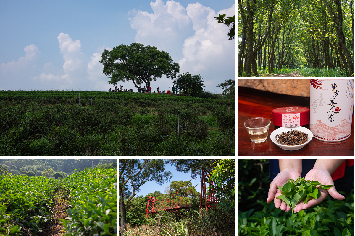 苗栗旅遊|頭份後花園茶遊程輕旅行．日新茶園×怡明茶園×老崎休憩步道×楓香林隧道 @假日農夫愛趴趴照