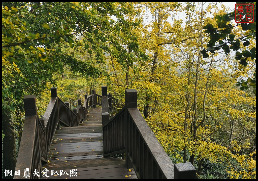 銀杏黃了．大崙山觀光茶園×銀杏森林×武岫農圃|小半天石馬公園河津櫻一年開兩次