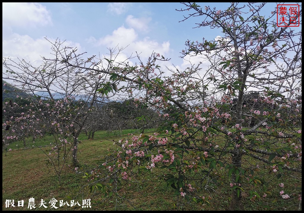 銀杏黃了．大崙山觀光茶園×銀杏森林×武岫農圃|小半天石馬公園河津櫻一年開兩次 @假日農夫愛趴趴照