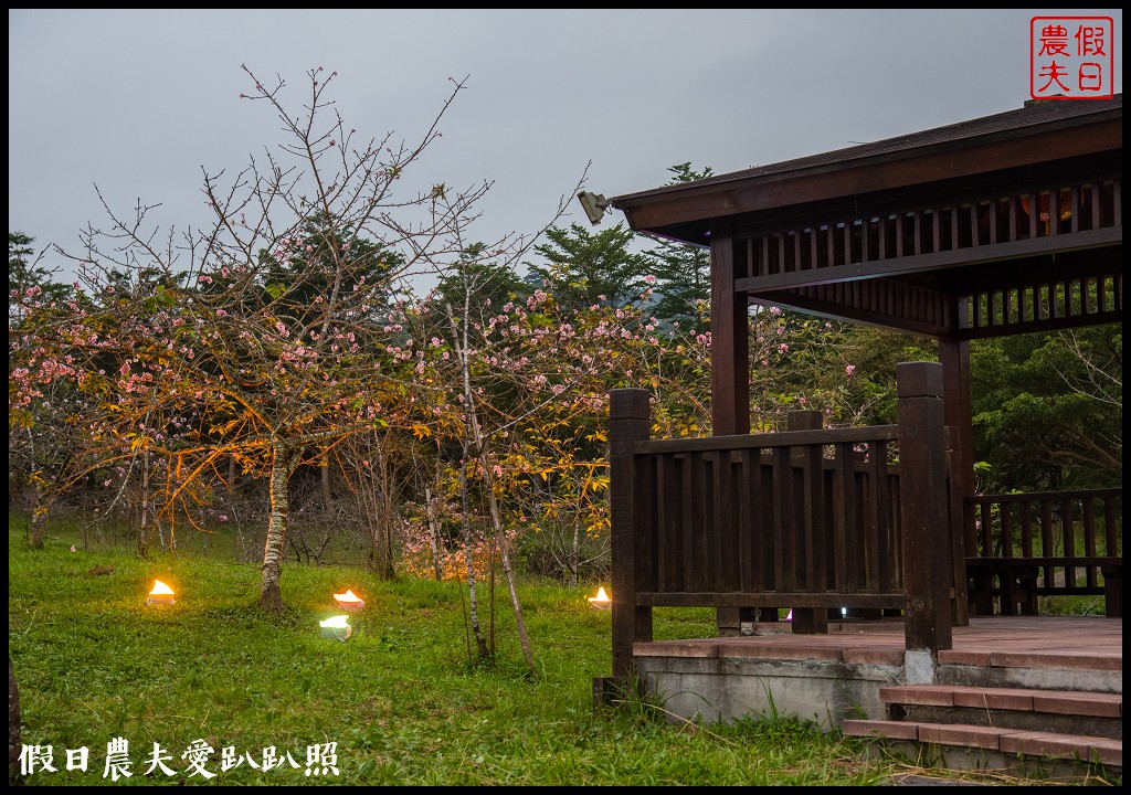 全國唯一．石馬公園河津櫻一年盛開二次，秋天開的櫻花你看過嗎 @假日農夫愛趴趴照