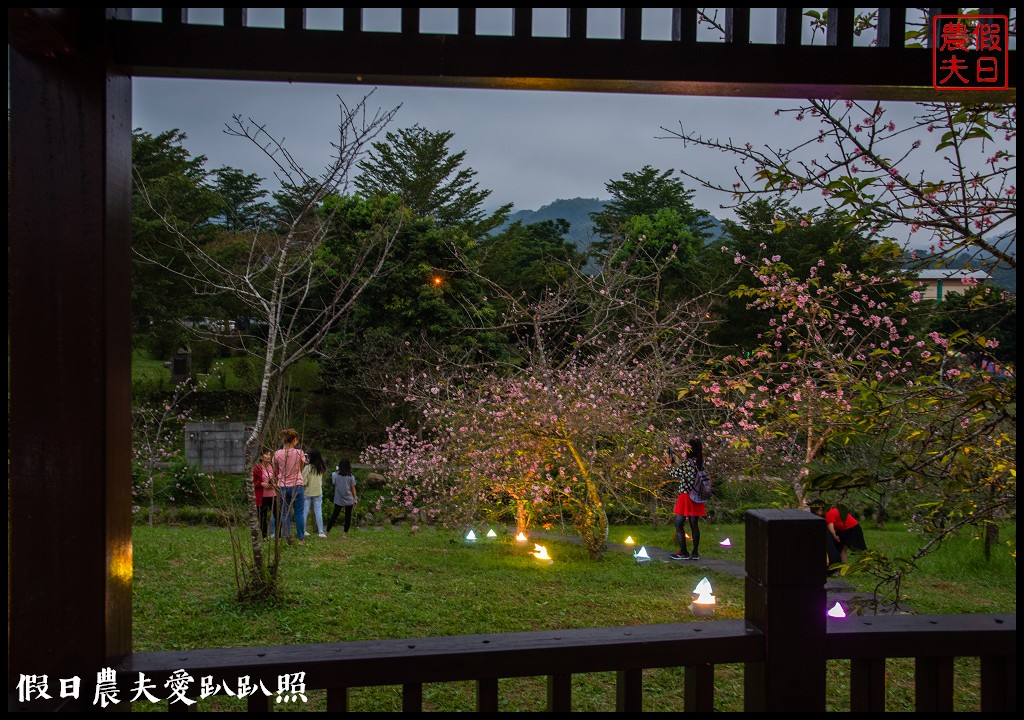 全國唯一．石馬公園河津櫻一年盛開二次，秋天開的櫻花你看過嗎 @假日農夫愛趴趴照