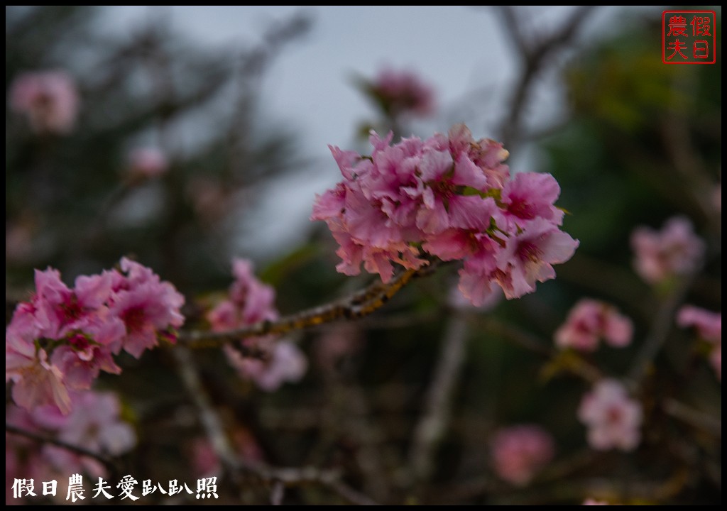 全國唯一．石馬公園河津櫻一年盛開二次，秋天開的櫻花你看過嗎 @假日農夫愛趴趴照