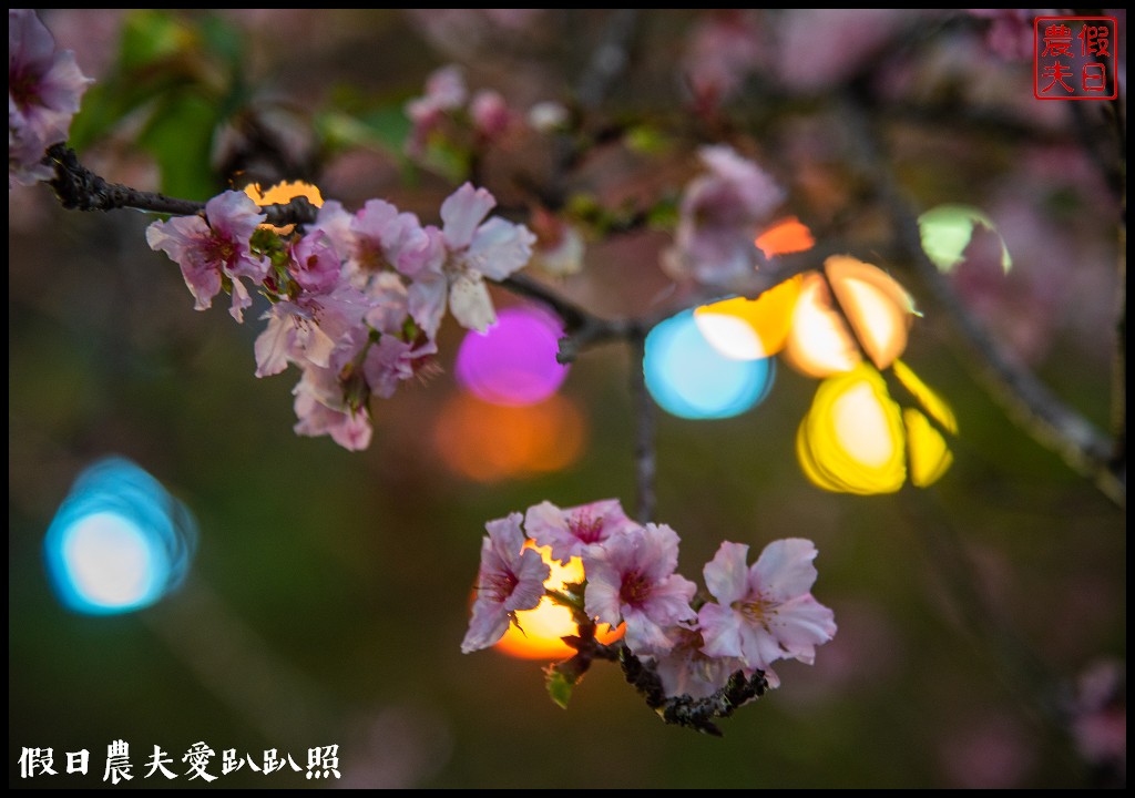 全國唯一．石馬公園河津櫻一年盛開二次，秋天開的櫻花你看過嗎 @假日農夫愛趴趴照