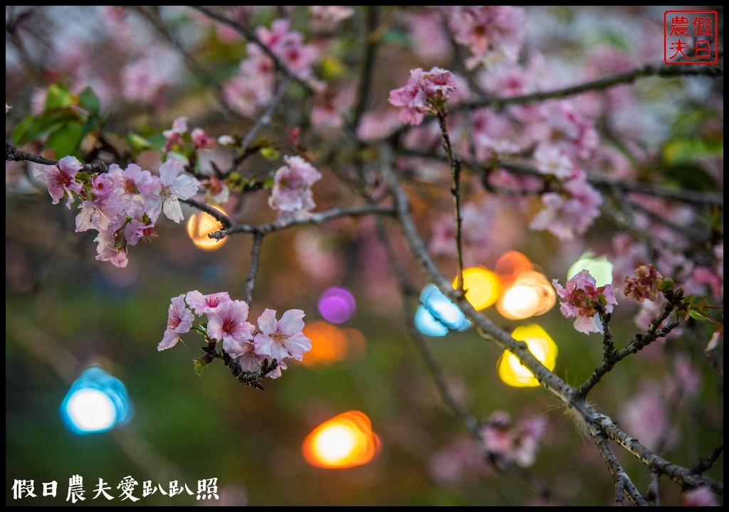 全國唯一．石馬公園河津櫻一年盛開二次，秋天開的櫻花你看過嗎 @假日農夫愛趴趴照