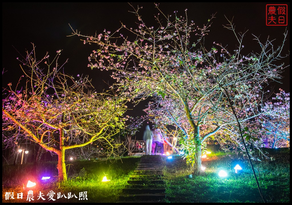 全國唯一．石馬公園河津櫻一年盛開二次，秋天開的櫻花你看過嗎 @假日農夫愛趴趴照
