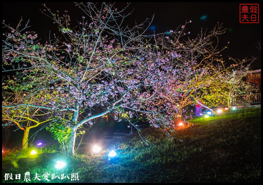 全國唯一．石馬公園河津櫻一年盛開二次，秋天開的櫻花你看過嗎 @假日農夫愛趴趴照