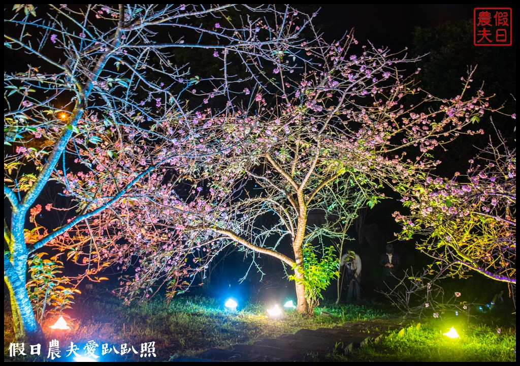 全國唯一．石馬公園河津櫻一年盛開二次，秋天開的櫻花你看過嗎 @假日農夫愛趴趴照