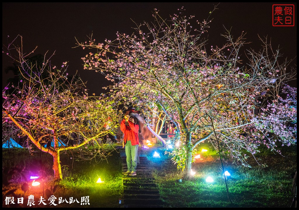 全國唯一．石馬公園河津櫻一年盛開二次，秋天開的櫻花你看過嗎 @假日農夫愛趴趴照