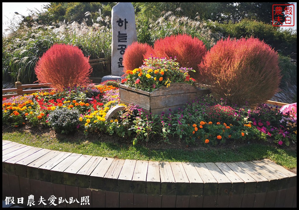 首爾景點|天空公園하늘공원紫芒節．粉紅色波波草和粉黛亂子草好可愛/交通方式/接駁車 @假日農夫愛趴趴照