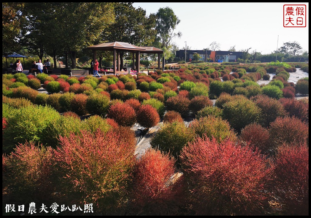 首爾景點|天空公園하늘공원紫芒節．粉紅色波波草和粉黛亂子草好可愛/交通方式/接駁車 @假日農夫愛趴趴照