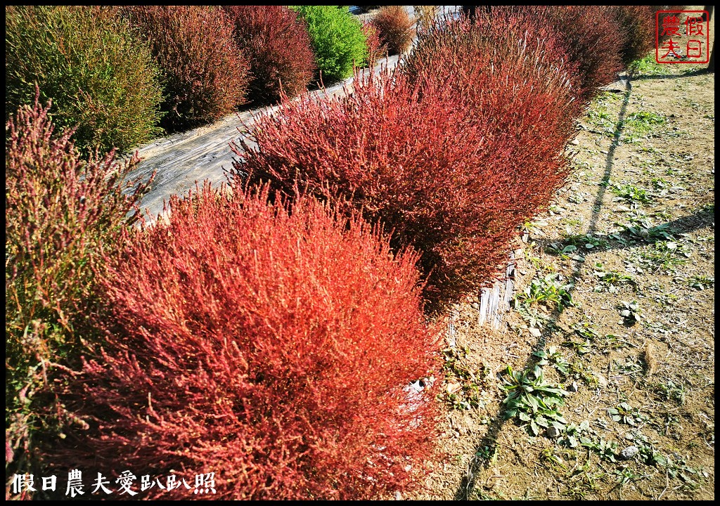 首爾景點|天空公園하늘공원紫芒節．粉紅色波波草和粉黛亂子草好可愛/交通方式/接駁車 @假日農夫愛趴趴照