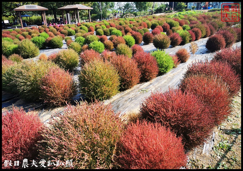 首爾景點|天空公園하늘공원紫芒節．粉紅色波波草和粉黛亂子草好可愛/交通方式/接駁車 @假日農夫愛趴趴照