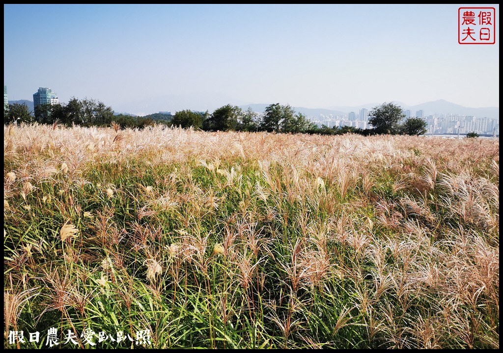 首爾景點|天空公園하늘공원紫芒節．粉紅色波波草和粉黛亂子草好可愛/交通方式/接駁車 @假日農夫愛趴趴照