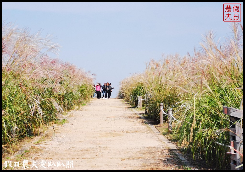 首爾景點|天空公園하늘공원紫芒節．粉紅色波波草和粉黛亂子草好可愛/交通方式/接駁車 @假日農夫愛趴趴照