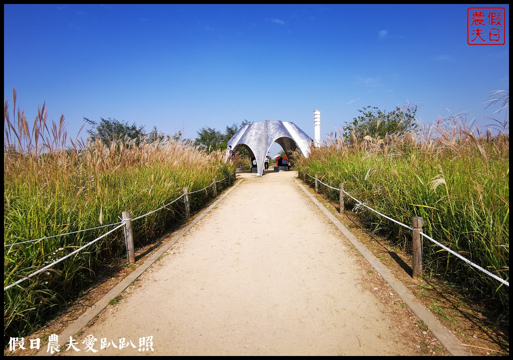 首爾景點|天空公園하늘공원紫芒節．粉紅色波波草和粉黛亂子草好可愛/交通方式/接駁車 @假日農夫愛趴趴照