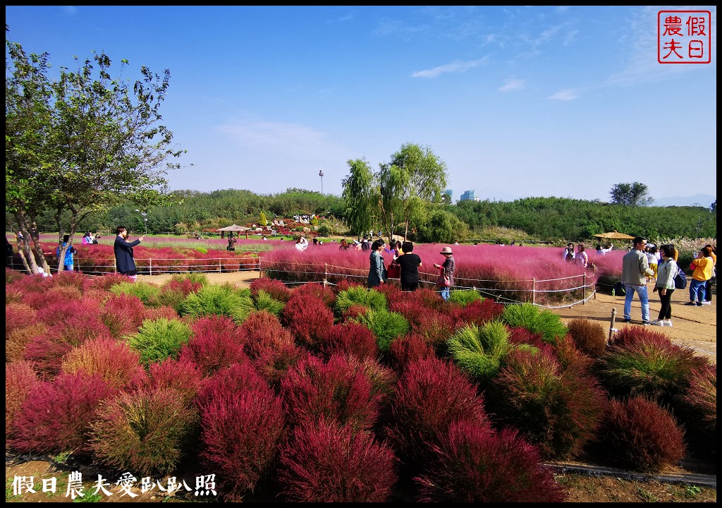 首爾景點|天空公園하늘공원紫芒節．粉紅色波波草和粉黛亂子草好可愛/交通方式/接駁車 @假日農夫愛趴趴照