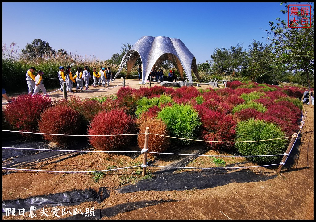 首爾景點|天空公園하늘공원紫芒節．粉紅色波波草和粉黛亂子草好可愛/交通方式/接駁車 @假日農夫愛趴趴照