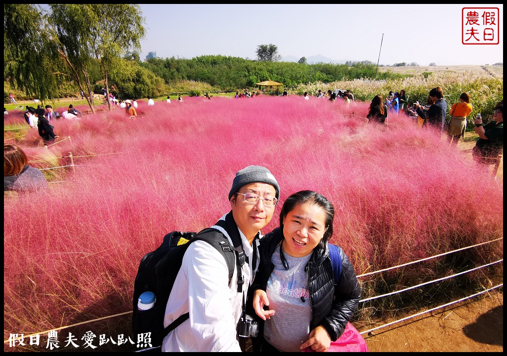 首爾景點|天空公園하늘공원紫芒節．粉紅色波波草和粉黛亂子草好可愛/交通方式/接駁車 @假日農夫愛趴趴照