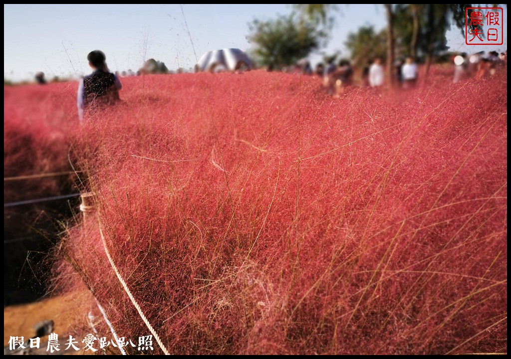 首爾景點|天空公園하늘공원紫芒節．粉紅色波波草和粉黛亂子草好可愛/交通方式/接駁車 @假日農夫愛趴趴照