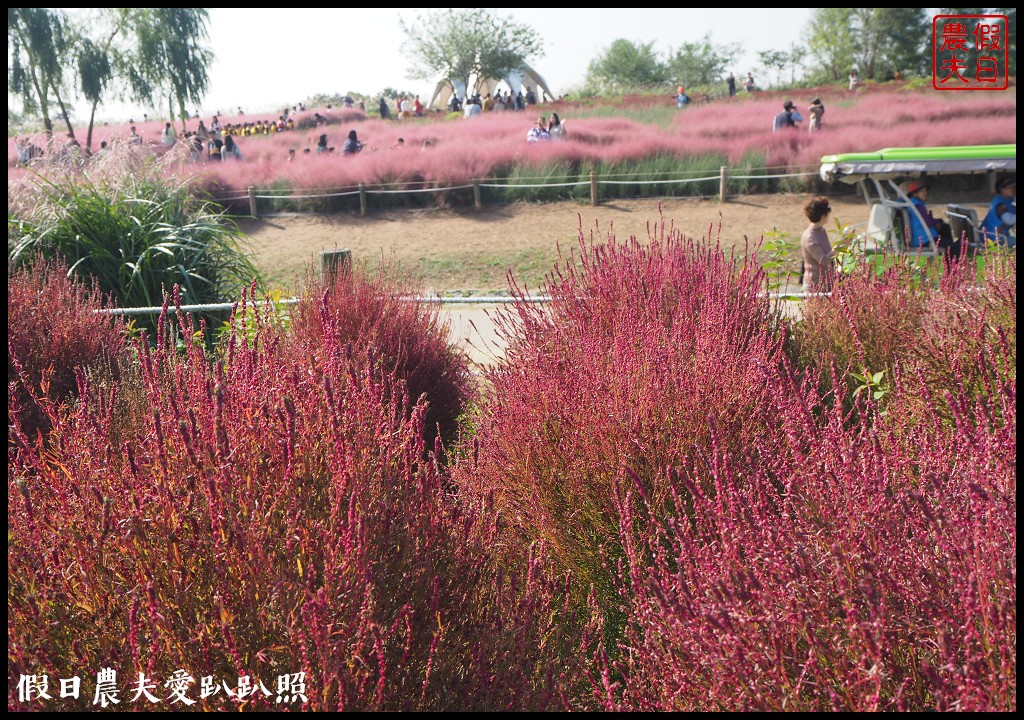 首爾景點|天空公園하늘공원紫芒節．粉紅色波波草和粉黛亂子草好可愛/交通方式/接駁車 @假日農夫愛趴趴照