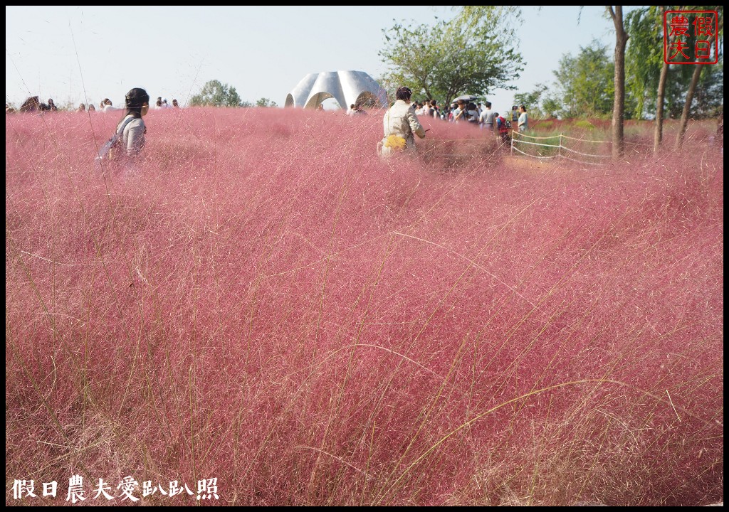 首爾景點|天空公園하늘공원紫芒節．粉紅色波波草和粉黛亂子草好可愛/交通方式/接駁車 @假日農夫愛趴趴照